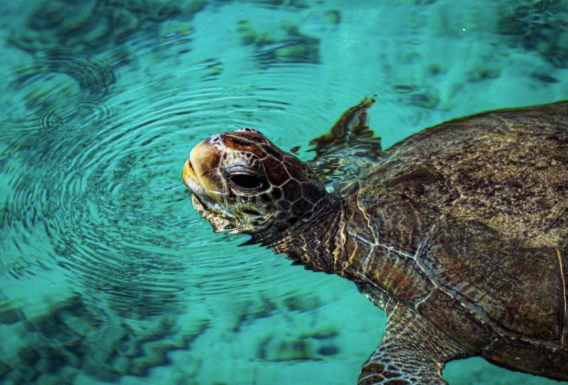 Turtle